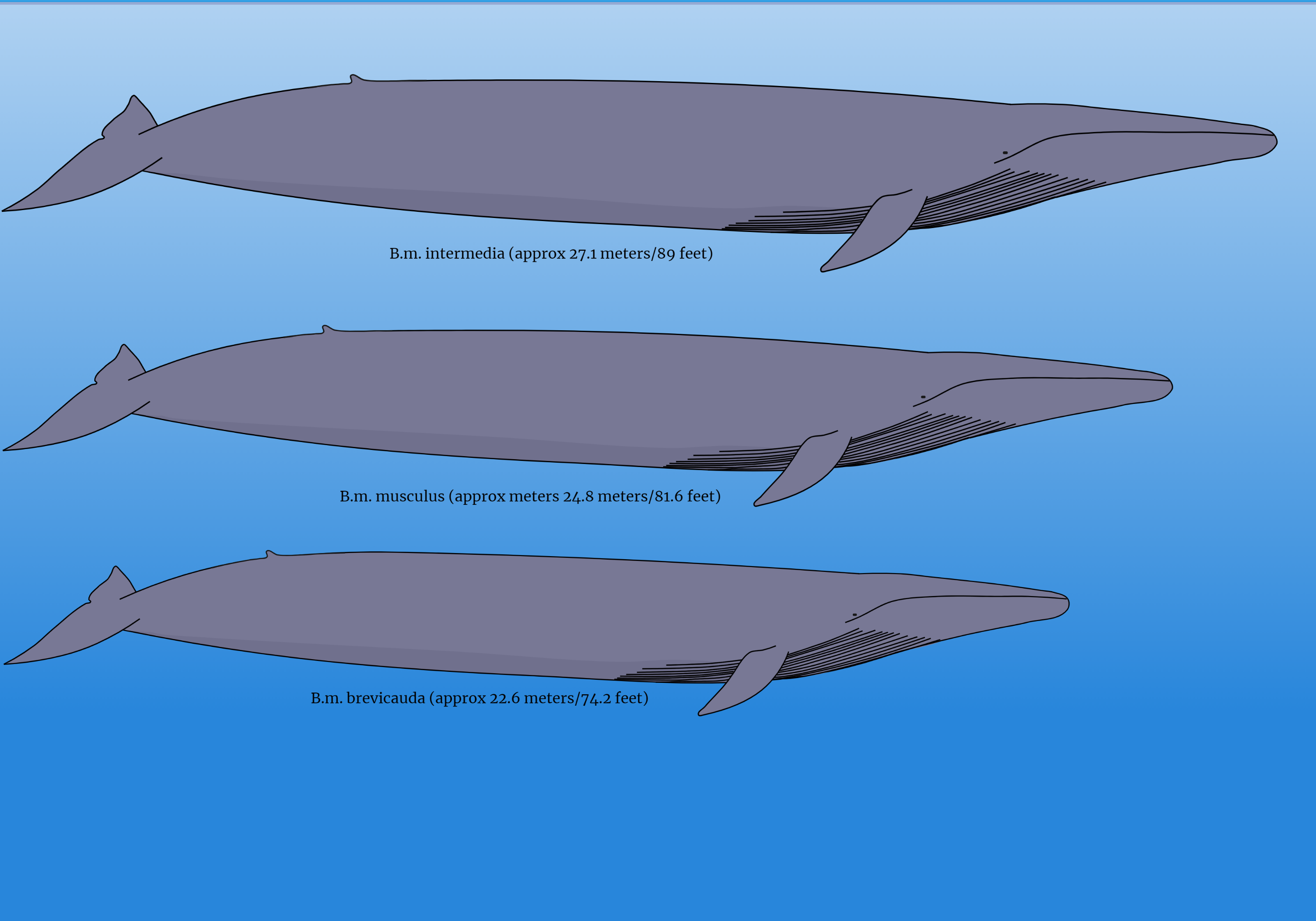 Blue whale graphic