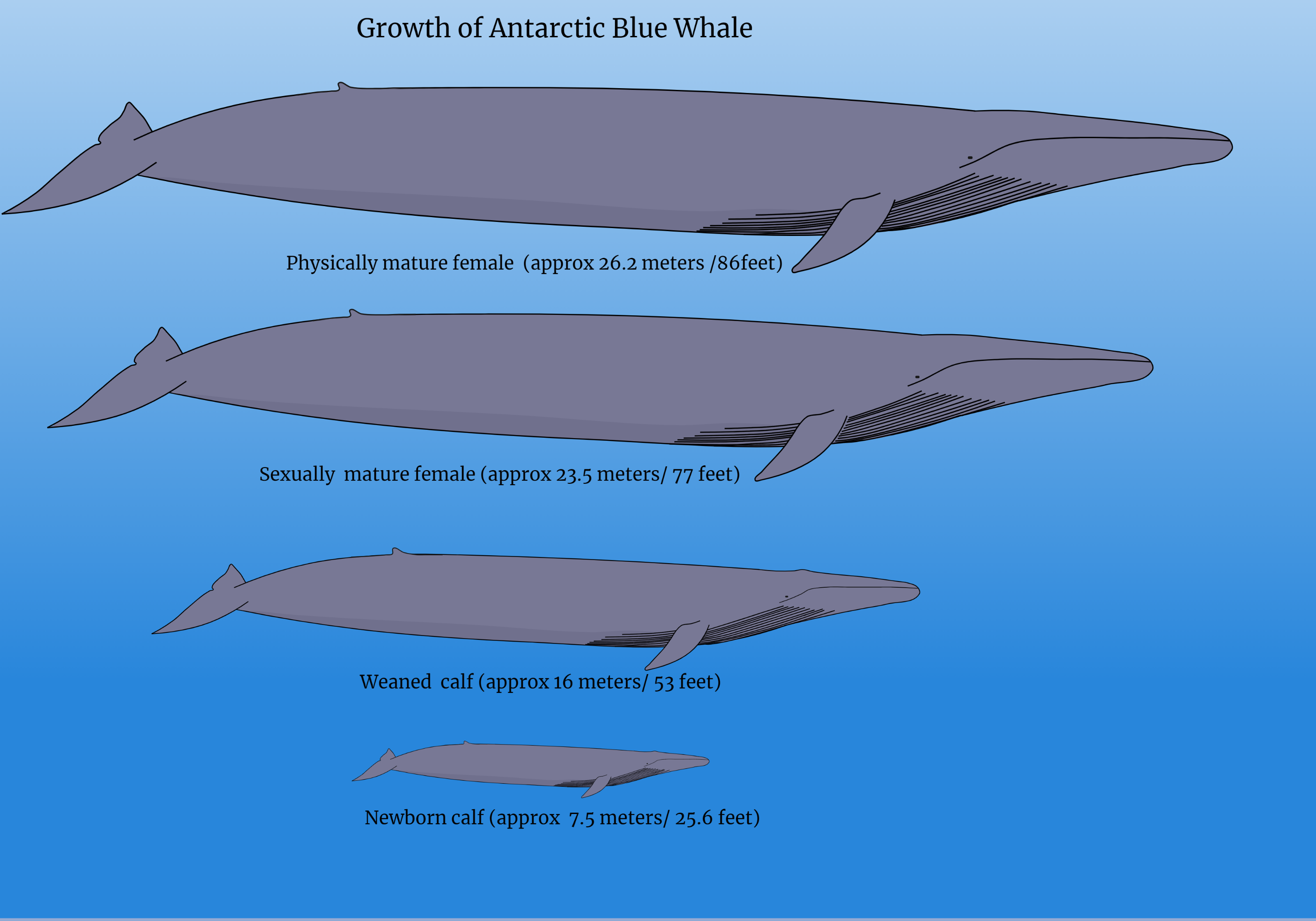 Blue whale life history graphic